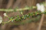 Littleleaf buckbrush